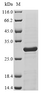 Greater than 85% as determined by SDS-PAGE.