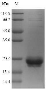 Greater than 90% as determined by SDS-PAGE.