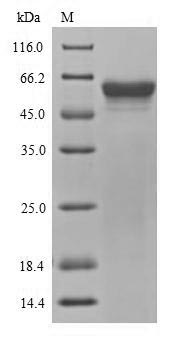 Greater than 90% as determined by SDS-PAGE.