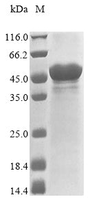 Greater than 85% as determined by SDS-PAGE.