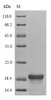 Greater than 90% as determined by SDS-PAGE.