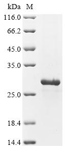 Greater than 90% as determined by SDS-PAGE.