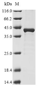 Greater than 85% as determined by SDS-PAGE.