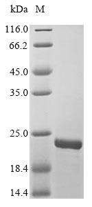 Greater than 85% as determined by SDS-PAGE.