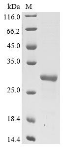 Greater than 85% as determined by SDS-PAGE.