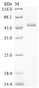 Greater than 90% as determined by SDS-PAGE.