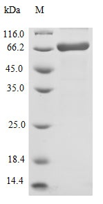 Greater than 90% as determined by SDS-PAGE.