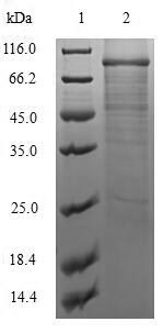 Greater than 90% as determined by SDS-PAGE.