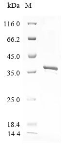 Greater than 85% as determined by SDS-PAGE.