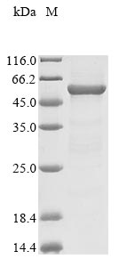 Greater than 85% as determined by SDS-PAGE.