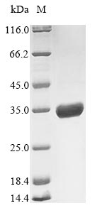 Greater than 85% as determined by SDS-PAGE.