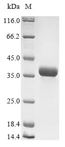 Greater than 85% as determined by SDS-PAGE.