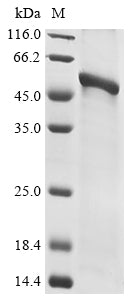 Greater than 85% as determined by SDS-PAGE.