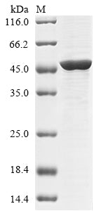 Greater than 85% as determined by SDS-PAGE.