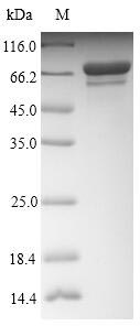 Greater than 90% as determined by SDS-PAGE.