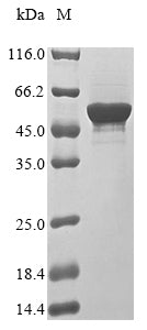 Greater than 85% as determined by SDS-PAGE.