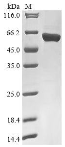 Greater than 90% as determined by SDS-PAGE.