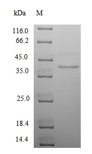 Greater than 90% as determined by SDS-PAGE.