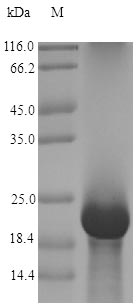 Greater than 90% as determined by SDS-PAGE.