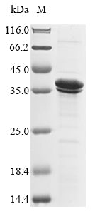 Greater than 85% as determined by SDS-PAGE.