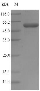 Greater than 90% as determined by SDS-PAGE.