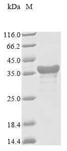 Greater than 85% as determined by SDS-PAGE.