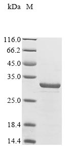 Greater than 90% as determined by SDS-PAGE.