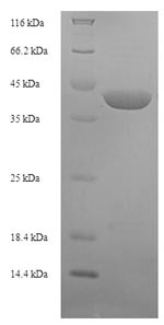 Greater than 90% as determined by SDS-PAGE.