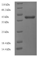 Greater than 90% as determined by SDS-PAGE.