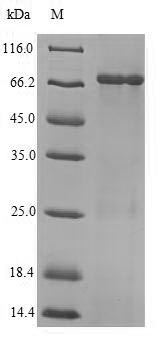 Greater than 90% as determined by SDS-PAGE.