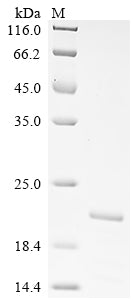 Greater than 85% as determined by SDS-PAGE.