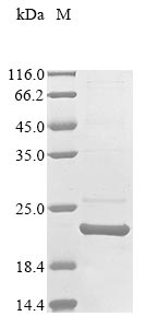 Greater than 85% as determined by SDS-PAGE.