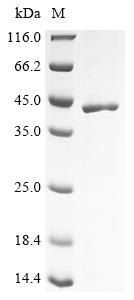 Greater than 85% as determined by SDS-PAGE.