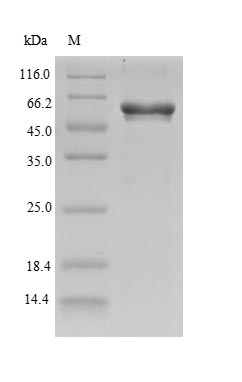 Greater than 90% as determined by SDS-PAGE.