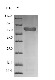 Greater than 90% as determined by SDS-PAGE.