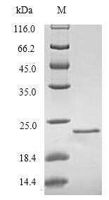 Greater than 90% as determined by SDS-PAGE.