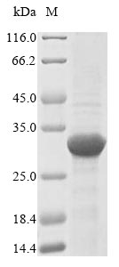 Greater than 85% as determined by SDS-PAGE.