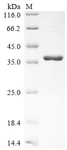 Greater than 90% as determined by SDS-PAGE.