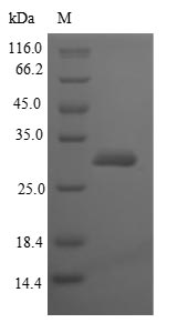 Greater than 90% as determined by SDS-PAGE.