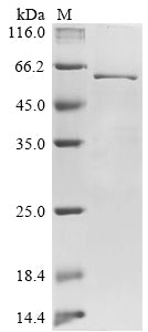 Greater than 85% as determined by SDS-PAGE.