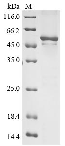 Greater than 85% as determined by SDS-PAGE.