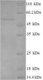 Greater than 90% as determined by SDS-PAGE.