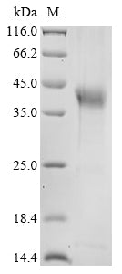 Greater than 85% as determined by SDS-PAGE.