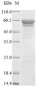 Greater than 90% as determined by SDS-PAGE.