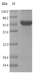 Greater than 90% as determined by SDS-PAGE.