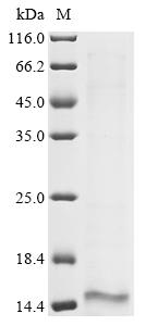 Greater than 85% as determined by SDS-PAGE.