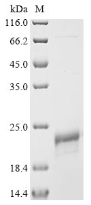 Greater than 85% as determined by SDS-PAGE.