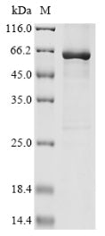 Greater than 85% as determined by SDS-PAGE.