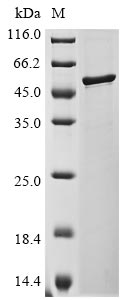 Greater than 90% as determined by SDS-PAGE.