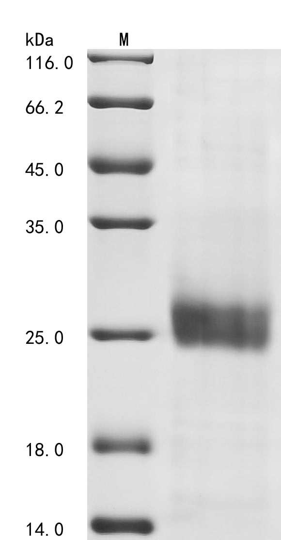 Greater than 85% as determined by SDS-PAGE.